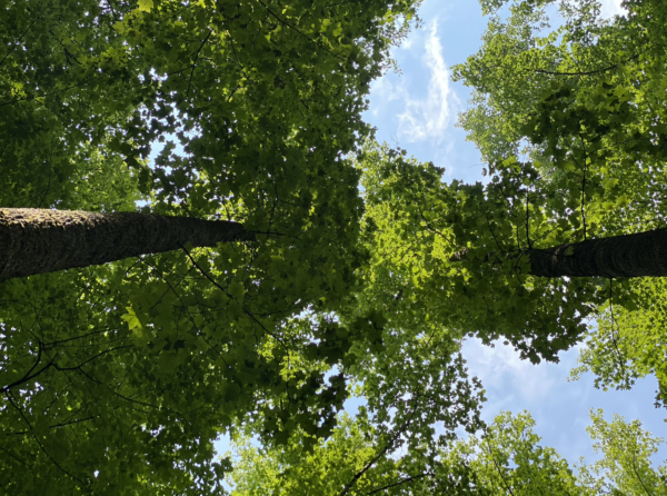 transpersonal-therapy